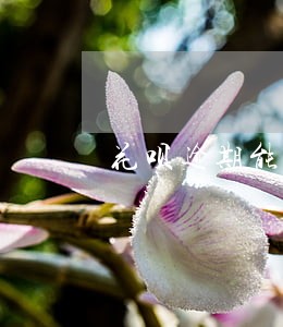 花呗逾期能做手机分期 花呗逾期能做手机分期