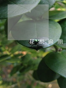 花呗逾期能分期付款买手机嘛 花呗逾期能分期付款买手机嘛