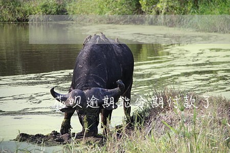 花呗逾期能分期付款了 花呗逾期能分期付款了