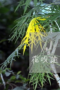 花呗逾期能办U盾卡吗 花呗逾期能办U盾卡吗