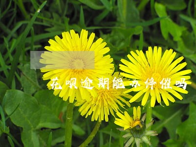 花呗逾期能办停催吗 花呗逾期能办停催吗
