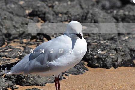 花呗逾期能办卡么 花呗逾期能办卡么