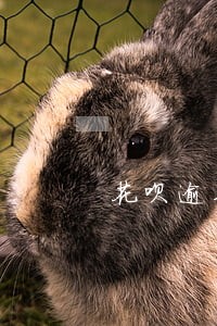 花呗逾期能办手机分期么 花呗逾期能办手机分期么