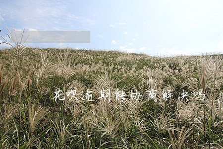 花呗逾期能协商解决吗 花呗逾期能协商解决吗