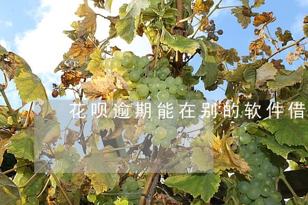 花呗逾期能在别的软件借款吗 花呗逾期能在别的软件借款吗