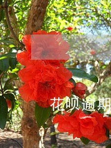 花呗逾期能开通微粒贷吗 花呗逾期能开通微粒贷吗