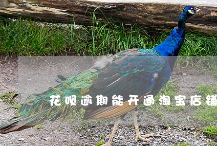 花呗逾期能开通淘宝店铺吗 花呗逾期能开通淘宝店铺吗