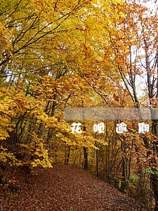 花呗逾期能快速恢复吗 花呗逾期能快速恢复吗