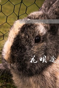 花呗逾期能恢复吗