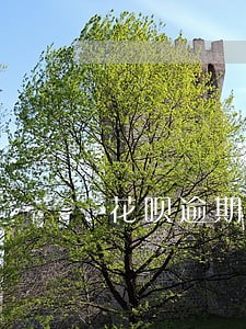 花呗逾期能按揭买房吗 花呗逾期能按揭买房吗