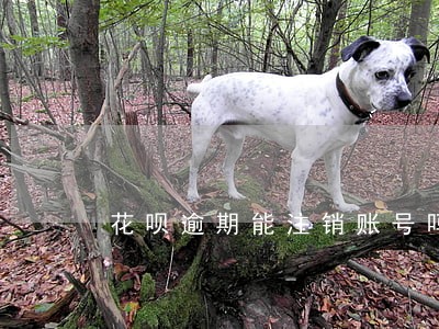 花呗逾期能注销账号吗 花呗逾期能注销账号吗
