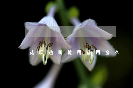 花呗逾期能用备用金么 花呗逾期能用备用金么