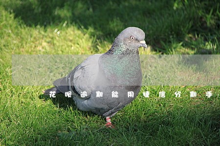 花呗逾期能用捷信分期手机吗 花呗逾期能用捷信分期手机吗