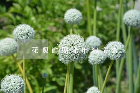 花呗逾期能用淘宝么 花呗逾期能用淘宝么