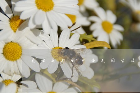 花呗逾期能申请美团生活费吗 花呗逾期能申请美团生活费吗
