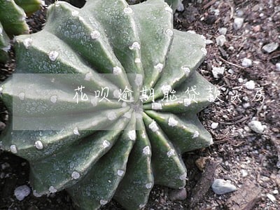 花呗逾期能贷款买房 花呗逾期能贷款买房