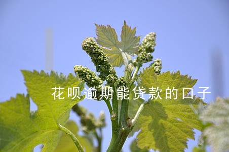 花呗逾期能贷款的口子 花呗逾期能贷款的口子