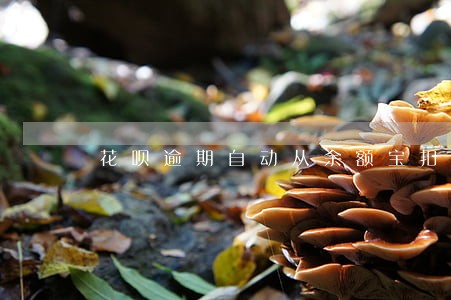 花呗逾期自动从余额宝扣款 花呗逾期自动从余额宝扣款