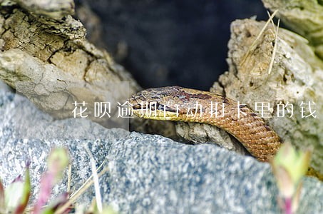 花呗逾期自动扣卡里的钱吗 花呗逾期自动扣卡里的钱吗