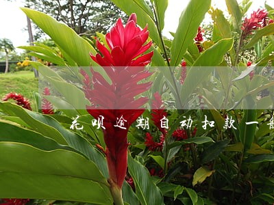 花呗逾期自动扣款一般是几点 花呗逾期自动扣款一般是几点