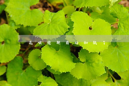 花呗逾期自动扣款了 花呗逾期自动扣款了