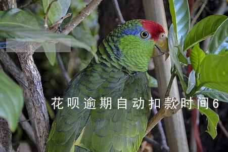 花呗逾期自动扣款时间6 花呗逾期自动扣款时间6