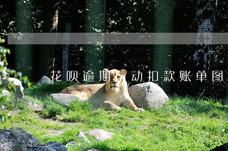 花呗逾期自动扣款账单图 花呗逾期自动扣款账单图