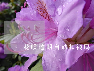 花呗逾期自动扣钱吗 花呗逾期自动扣钱吗