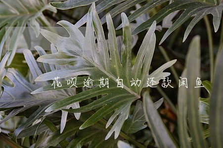 花呗逾期自动还款闲鱼 花呗逾期自动还款闲鱼