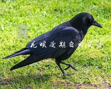 花呗逾期自动还清 花呗逾期自动还清