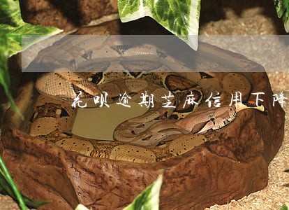 花呗逾期芝麻信用下降很多吗 花呗逾期芝麻信用下降很多吗