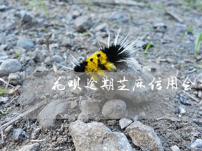 花呗逾期芝麻信用会有700吗 花呗逾期芝麻信用会有700吗
