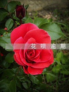 花呗逾期芝麻信用分吗 花呗逾期芝麻信用分吗