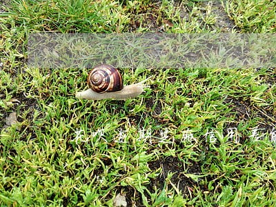 花呗逾期芝麻信用差能恢复吗