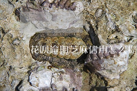 花呗逾期芝麻信用怎么提高 花呗逾期芝麻信用怎么提高