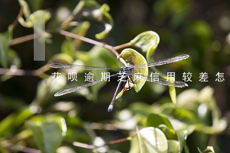 花呗逾期芝麻信用较差怎么恢复