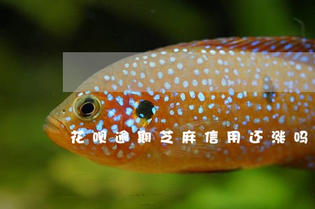 花呗逾期芝麻信用还涨吗 花呗逾期芝麻信用还涨吗