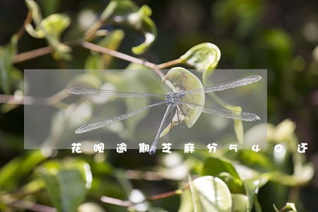 花呗逾期芝麻分540还有救吗 花呗逾期芝麻分540还有救吗