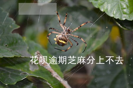 花呗逾期芝麻分上不去 花呗逾期芝麻分上不去