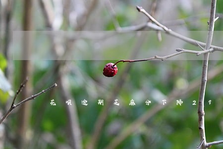 花呗逾期芝麻分下降29分 花呗逾期芝麻分下降29分
