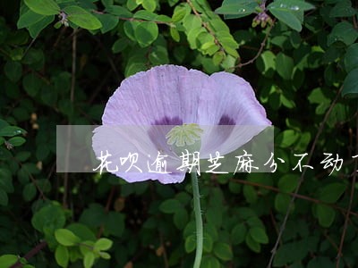 花呗逾期芝麻分不动了 花呗逾期芝麻分不动了