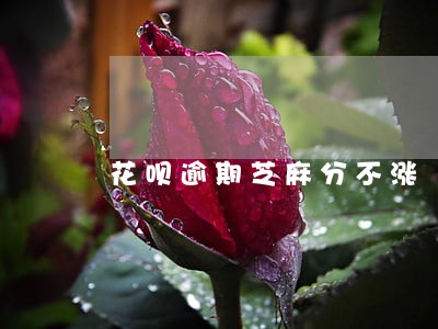 花呗逾期芝麻分不涨 花呗逾期芝麻分不涨