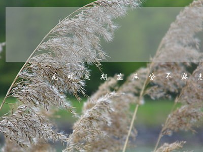 花呗逾期芝麻分不涨怎么办 花呗逾期芝麻分不涨怎么办