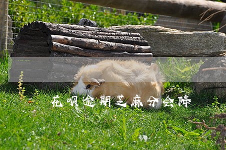 花呗逾期芝麻分会降
