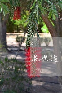花呗逾期芝麻分变成350了咋办 花呗逾期芝麻分变成350了咋办