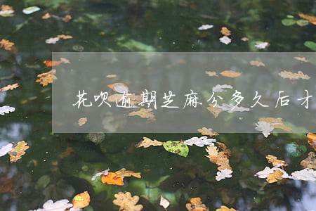 花呗逾期芝麻分多久后才涨