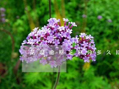 花呗逾期芝麻分多久扣一次 花呗逾期芝麻分多久扣一次