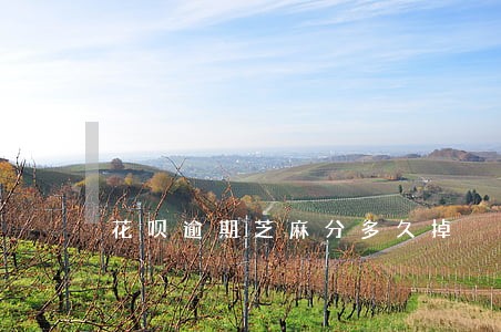 花呗逾期芝麻分多久掉