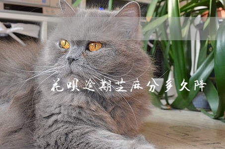 花呗逾期芝麻分多久降 花呗逾期芝麻分多久降
