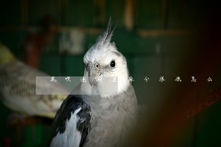 花呗逾期芝麻分很低怎么提高 花呗逾期芝麻分很低怎么提高